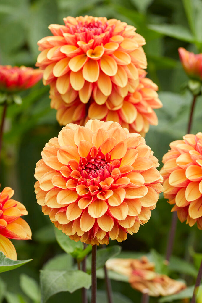 Dahlia Dekorativ amerikansk solnedgang 1-pakning NYHET